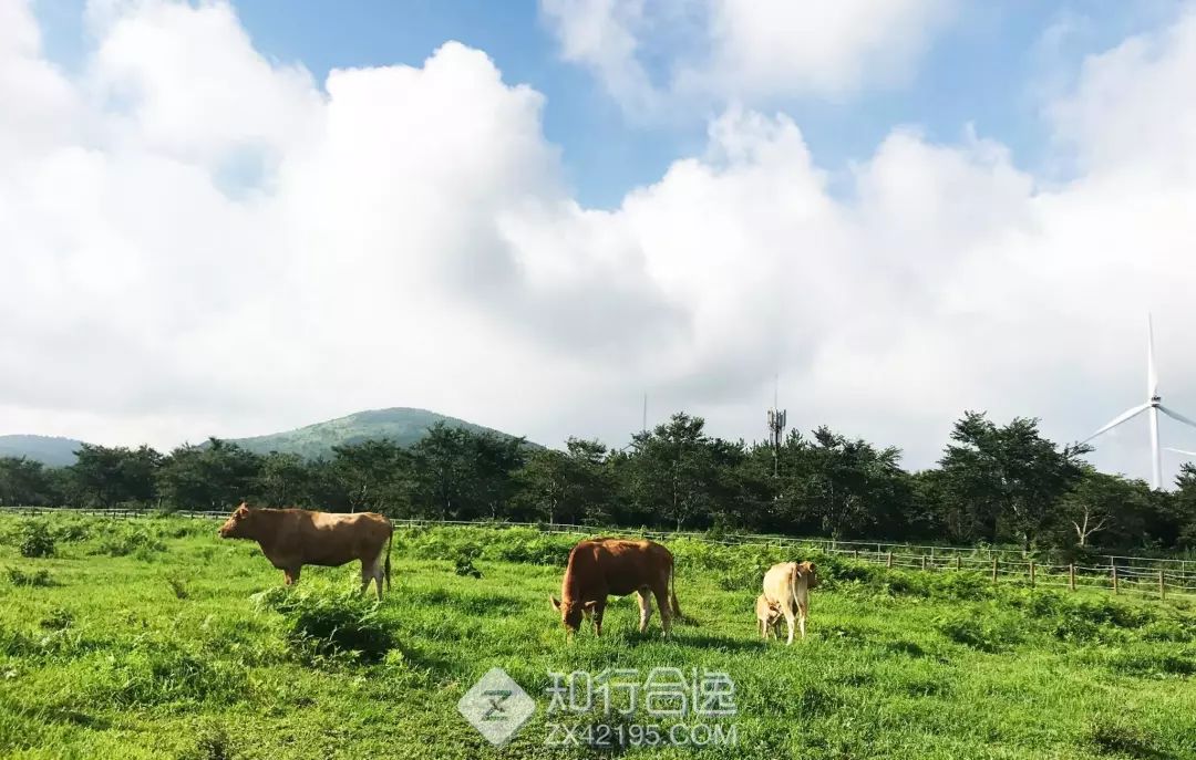 【越野挑战赛】2023韩国济州岛UTMB越野赛10月7日开跑！名额有限，报名截止7月28日，先到先得！(图14)